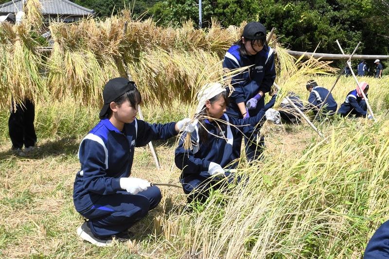 汗を流しながら稲を鎌で刈り取る勝浦中の生徒ら＝３日、勝浦市
