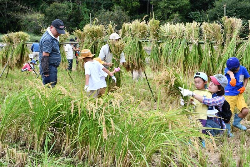 農家に教わりながら、黄金色に実った多古米を収穫する参加者ら＝２０日、多古町
