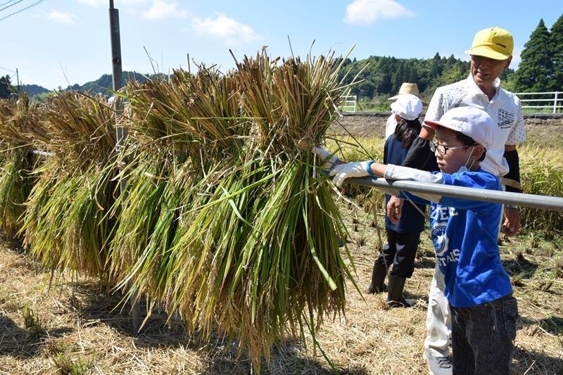 刈り取った稲を天日干しする児童と古市さん＝長南町
