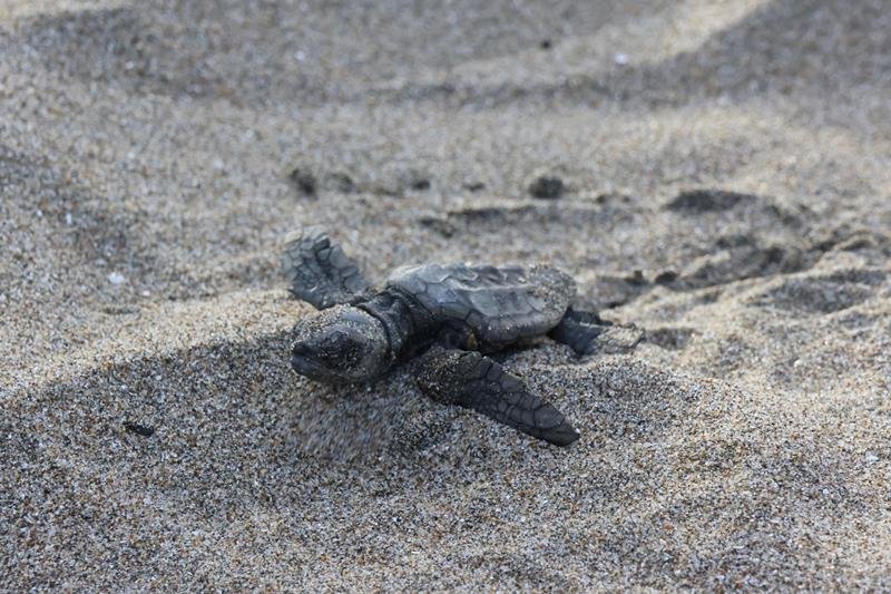 生まれた命大海原へ　絶滅危惧種アカウミガメ生育調査　横芝光