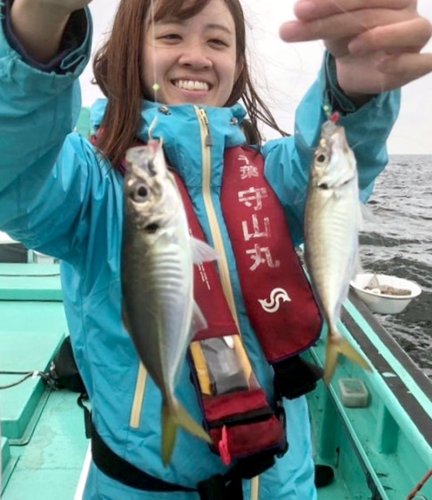 洲崎南クロムツ好釣続く　木更津アジ、ダブル狙える　【今週の釣果】