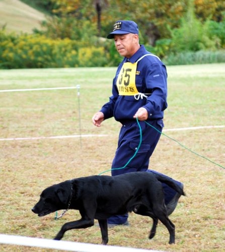「追及・捜索」の審査で臭いをたどるハイマンくんと、訓練士の鈴木さん＝６日、千葉市花見川区
