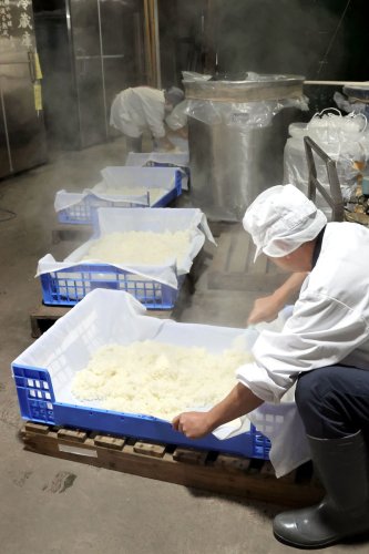 新酒仕込み心込め　山武・守屋酒造　千葉県産米にこだわり　作業ピーク、１２月出荷へ