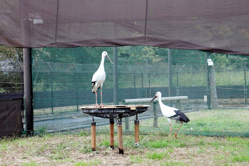 野田市内で生まれ、ペア育成のため県外施設に預けられていた国の特別天然記念物コウノトリの雌「ミライ」（左）が、つがいとなった雄と共に里帰りした。市内での繁殖に期待がかかる＝野田市提供