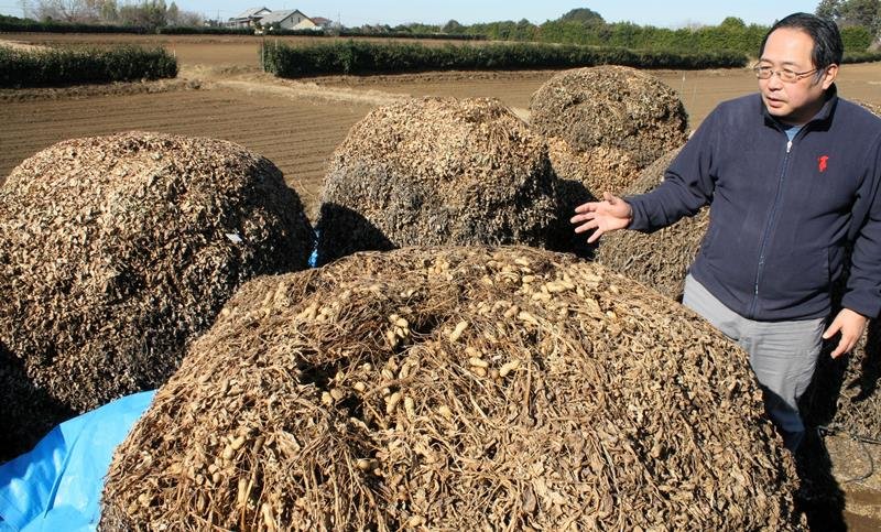 品種開発携わる唯一の専門施設　遺伝資源保存、技術改良も　県落花生研究室　【落花生今昔物語　千葉で芽吹き１５０年】