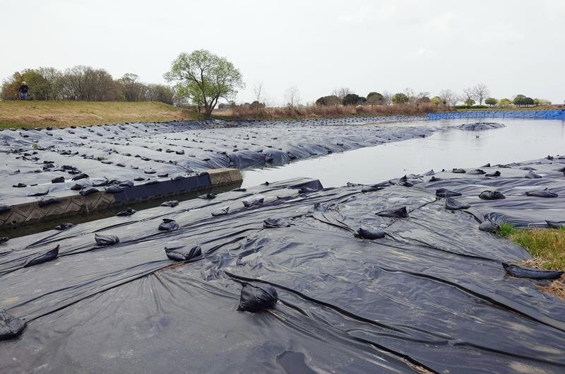侵略的植物に農家悪戦苦闘　千葉など１４府県で確認　ナガエツルノゲイトウ　作業を阻害、自治体対策　遮光シートや「刈取船」導入