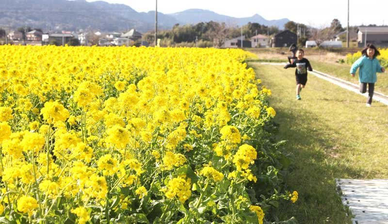 満開の菜の花を見てはしゃぐ子どもたち＝１０日、鴨川市