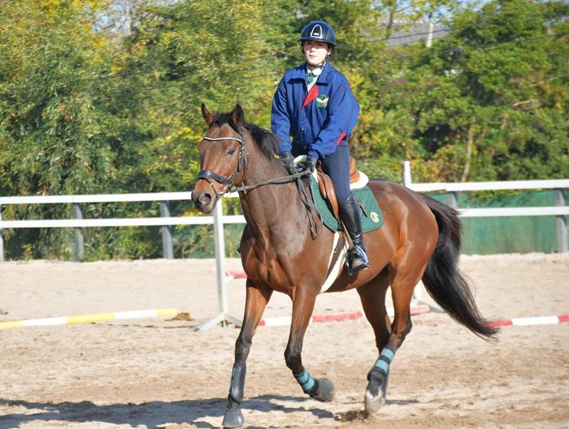 「馬のマラソン」３連覇　ペア篠崎さんと躍進　富里　元競走馬のサラブレッド　【房総うま物語】（１１）