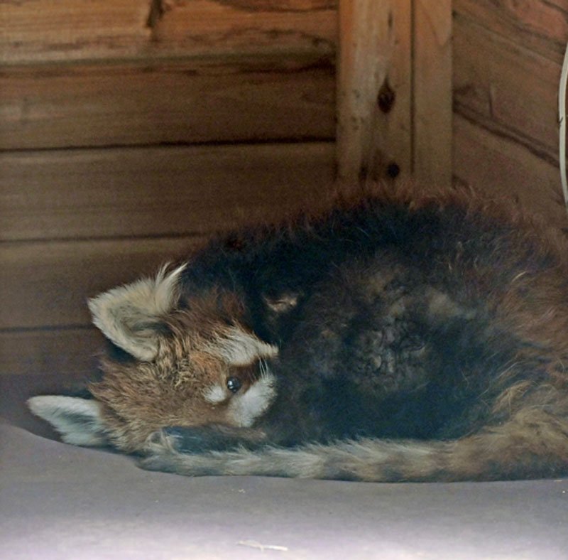 大寒にサルも暖　たき火より芋？　千葉市動物公園　