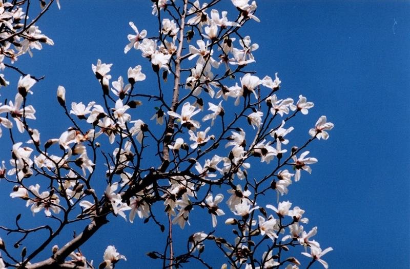 コブシの花＝２００７年３月２３日、千葉市（初芝清氏撮影）
