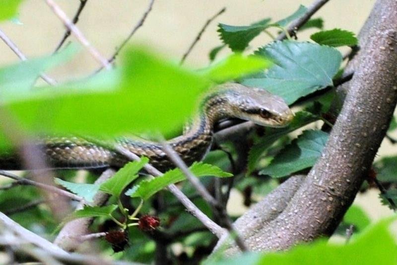 シマヘビ　有鱗目ナミヘビ科　体長約８０～２００センチ　日本固有種で北海道～九州、周辺の島々などに分布。千葉県選定要保護生物＝２０１３年５月１８日、千葉市（筆者撮影）