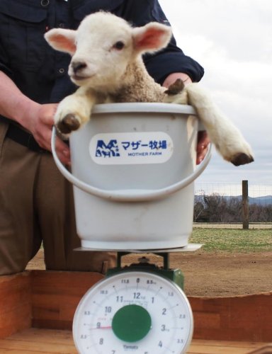 赤ちゃんヒツジ次々誕生！　２５匹、双子は８組　富津・マザー牧場、限定イベントも