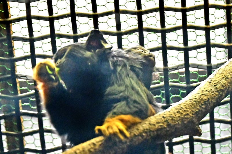 赤ちゃんすくすく　ショウガラゴ、アカテタマリン　千葉市動物公園