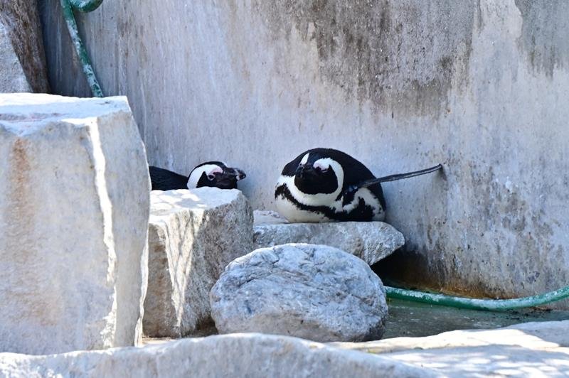 「辞令」が言い渡されたペンギンたち＝２月２３日、千葉市動物公園
