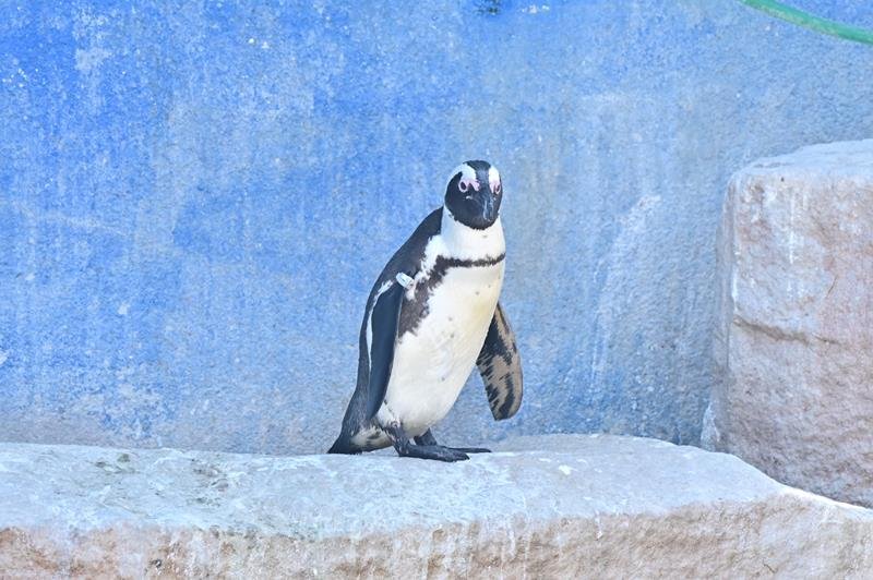 春の「鳥事異動」？　千葉市動物公園　１９日ペンギンお別れ会