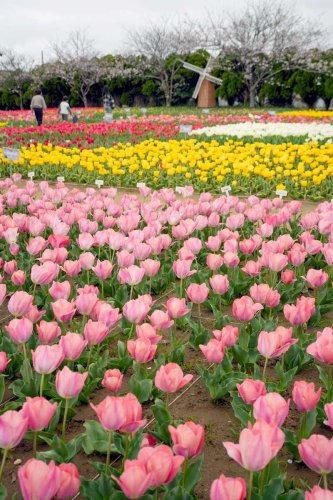 匝瑳市今泉の「のさか花の広場」で、市民らが球根を植えた赤や白、黄色のチューリップが咲き、春の訪れに彩りを添えている＝１日　伊藤義治撮影