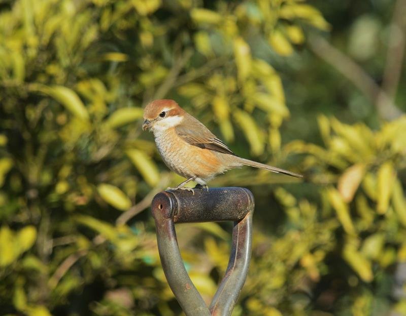 モズ　百舌鳥、愛語る雄に由来　成田篤彦　【房総の草木虫魚】（４６６）