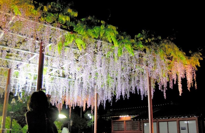 ライトアップされ幻想的な美しさを醸し出すフジ＝市原市五井の大宮神社