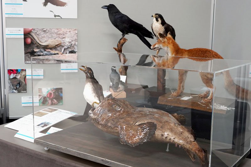 海鳥目線で学ぶ食物連鎖　１０日まで豊富な標本やパネル展示　勝浦海の博物館