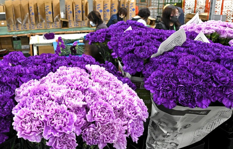 「母の日」（１０日）を前に、芝山町の作業倉庫で、青いカーネーション「ムーンダスト」の出荷が最盛期を迎えている。南米から成田空港へ約４５万本が空輸され、全国の生花店などに届けられている＝１日、同町　小野洋撮影