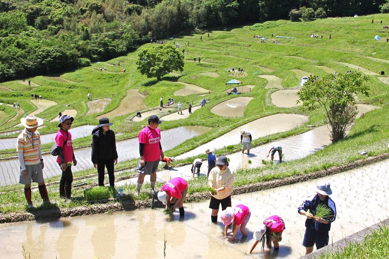 大山千枚田で田植えをする棚田オーナーら＝２日、鴨川市