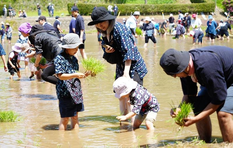 大原幽学ゆかりの田んぼで田植えをするかすり姿の親子ら＝２日、旭市長部
