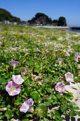 淡いピンク色の花を咲かせたハマヒルガオ。砂浜をはうように広がっている＝１７日、勝浦市
