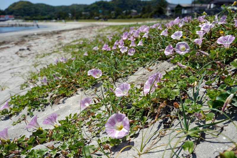 青い海に初夏の彩り　勝浦・ハマヒルガオ