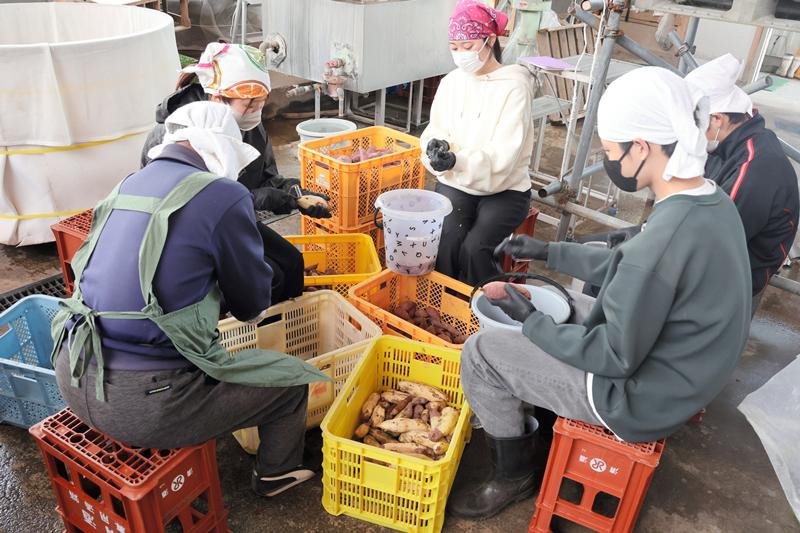 サツマイモの皮をむく千葉商科大生ら＝４月、山武市