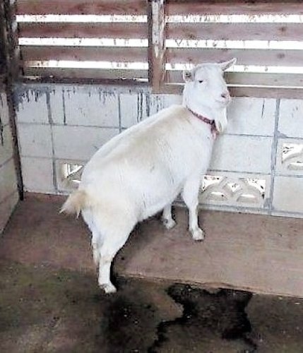 【速報】崖の上のヤギ「ポニョ」死ぬ　佐倉草ぶえの丘　３月下旬から療養