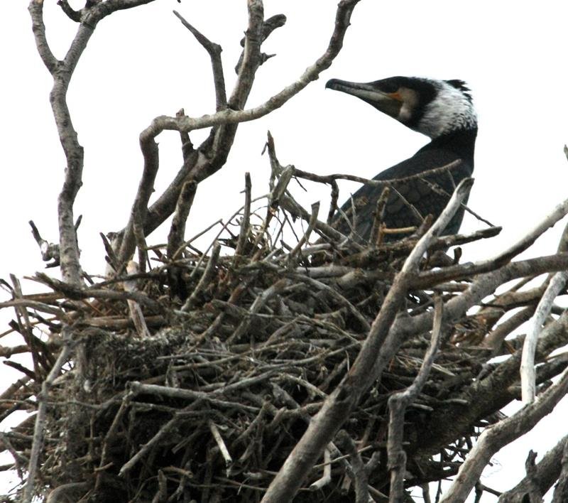 行徳湿地に生息しているカワウ
