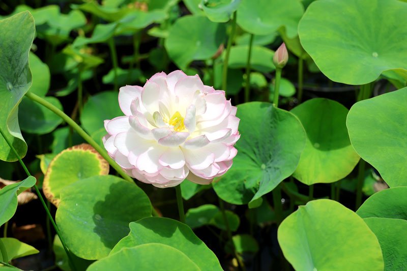 手乗りハス出荷最盛期　涼やかな花気軽に　東金