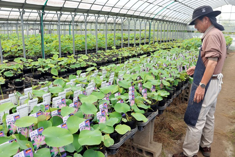 手乗りハス出荷最盛期　涼やかな花気軽に　東金