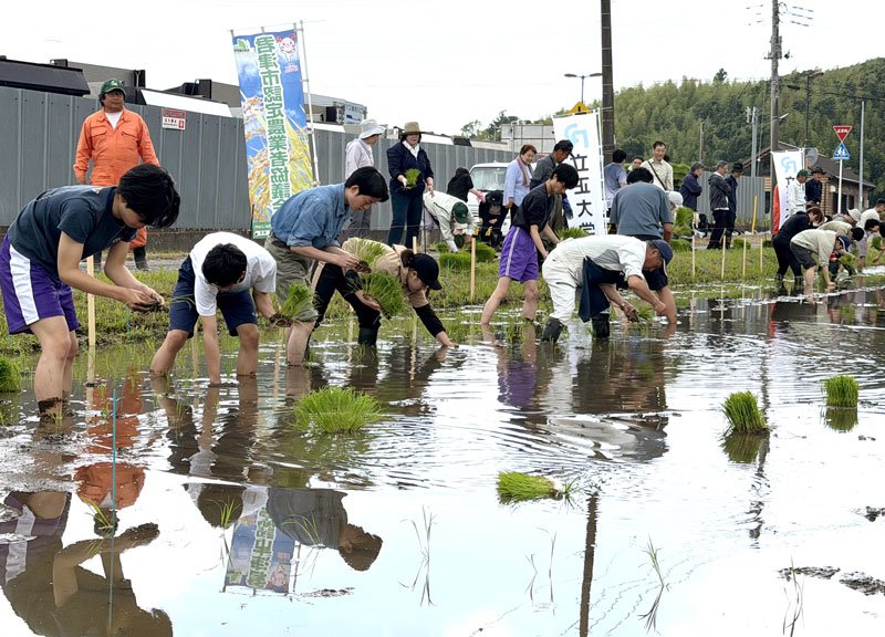 水田に入って苗を手植えする立正大生＝君津市