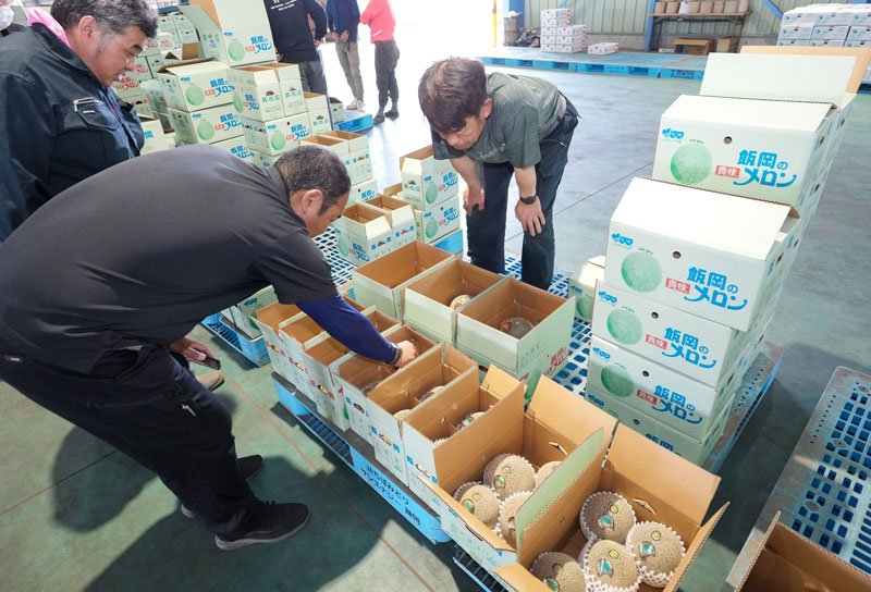 恒例「初夏の味」お届け　飯岡メロン出荷始まる　濃厚爽やかな甘み　旭