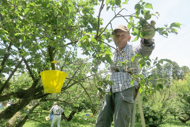 次々と収穫される梅の実＝１日、横芝光町