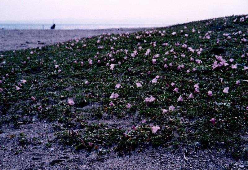 ハマヒルガオ　花＝２００６年５月２４日、富津市下洲（川名興撮影）
