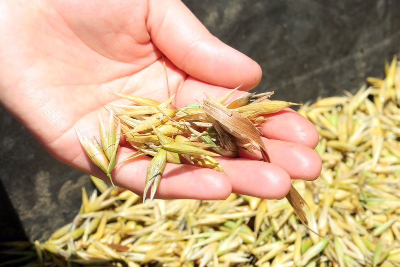 九十九里地域がオーツ麦産地に　家族ら鎌で収穫体験　食意識向上へイベント