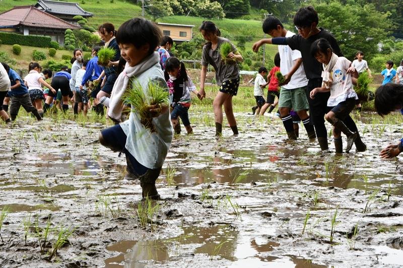 元気よく手作業での田植えに挑戦した山田小の子どもたち＝５日、香取市

