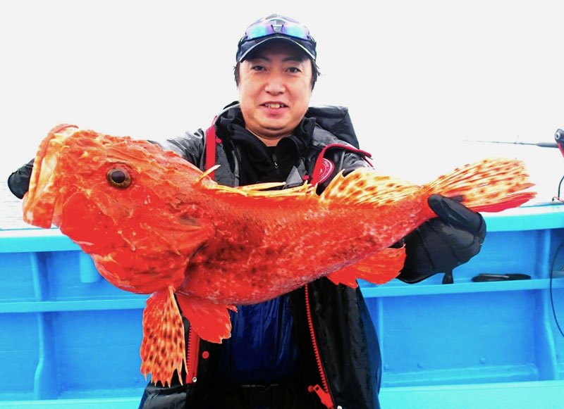大原、保田　イサキ好釣　洲崎南大型マハタゲット【今週の釣果】