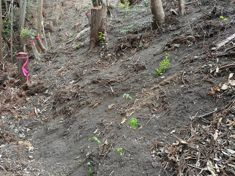 違反伐採があった敷地で植林された樹木（千葉県提供）