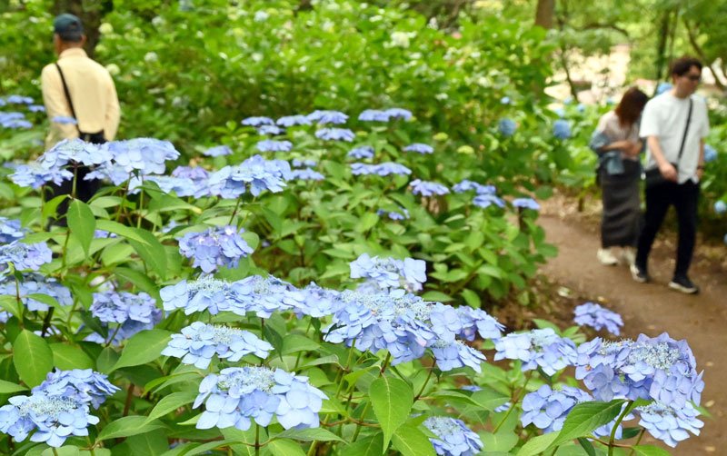 宗吾霊堂彩るアジサイ　７千株が参拝客魅了　成田