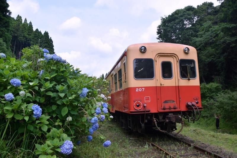 「のだっぽり」の環境守ろう　市原・小湊鉄道沿線で草刈り　千葉県内外から１００人、作業に汗