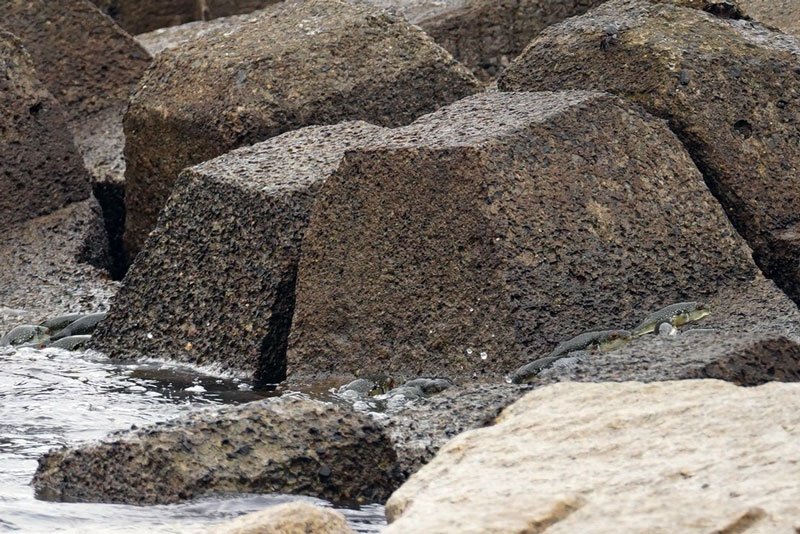 クサフグ、防波堤はい上がり産卵　海の不思議、児童ら観察　勝浦・興津