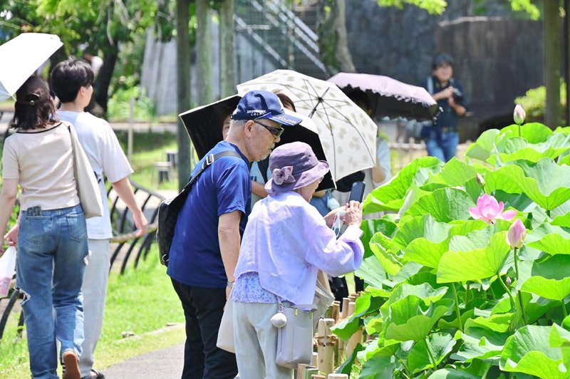 オオガハス大輪ほころぶ　千葉公園　２０日から大賀ハス祭　ミニ講座や「象鼻杯」体験