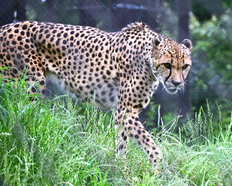 チーター「ズラヤ」多摩へ引っ越し　千葉市動物公園、２３日「送る会」