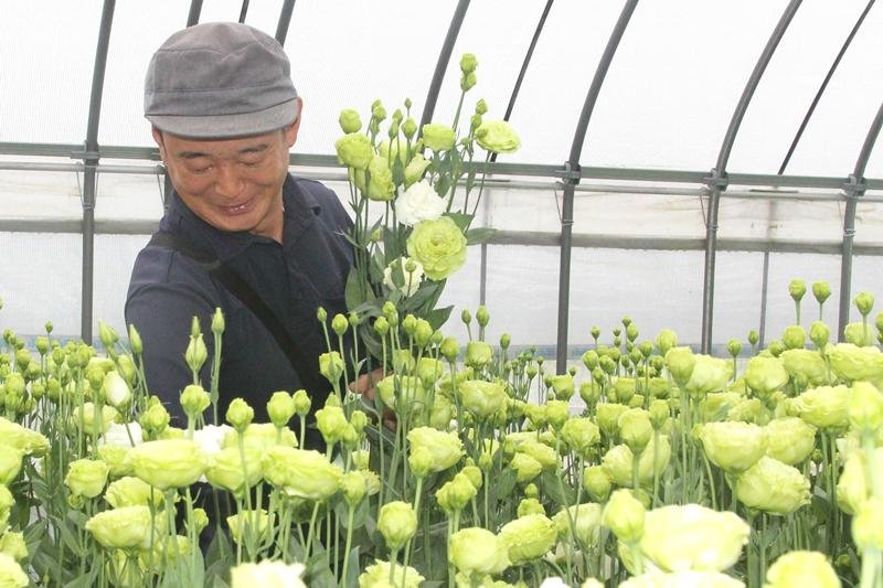 トルコギキョウの出荷最盛期　上品な花色「永遠の愛」　館山