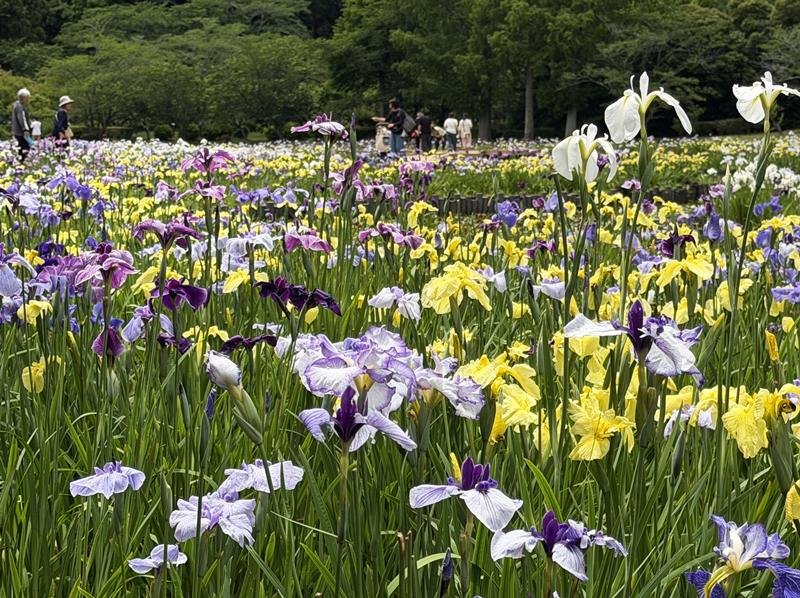爽やかハナショウブが見頃　袖ケ浦公園