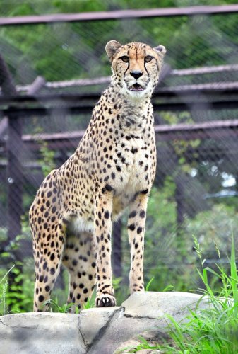 チーター「ズラヤ」多摩へ引っ越し　千葉市動物公園、２３日「送る会」
