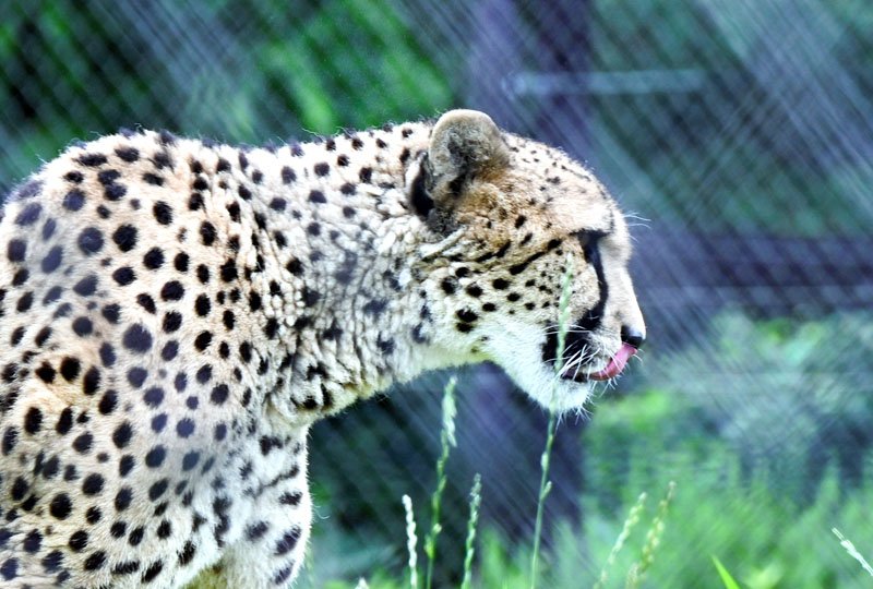 チーター「ズラヤ」多摩へ引っ越し　千葉市動物公園、２３日「送る会」